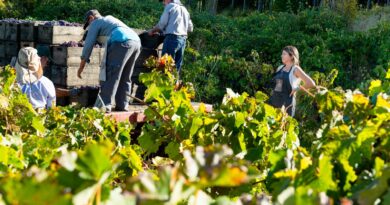 Viña Mujeres Itata y Viña Prado resultaron ganadoras regionales de los premios Enoturismo